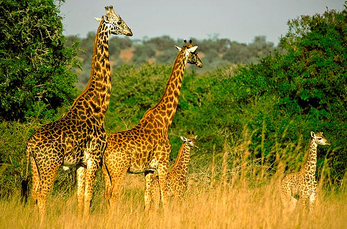 9 Days Discover Rwanda Safari