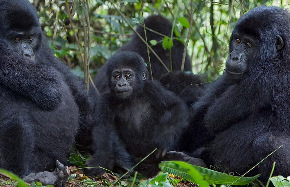 6 Days Uganda Safari to Bunyonyi, Bwindi, Queen Elizabeth NP and Kibale