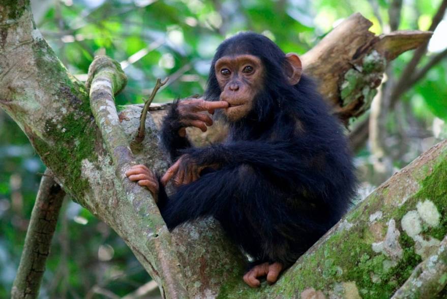 3 Days Uganda Chimpanzee Trekking in Kibale Forest