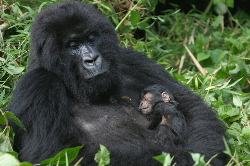13 Days Classic Uganda Gorillas and Wildlife Safari